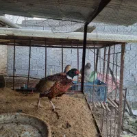 پرنده آمریکایی