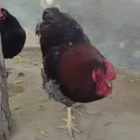 فروش خرگوش لوپ۱۵۰هزار،جوجه۳ماهه نژاددار