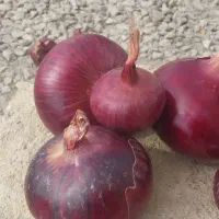 پیاز قرمز دستچین