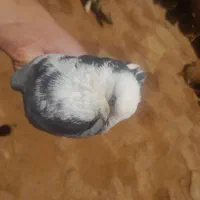 کبوتر گمشده