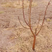 نهال گلابی|خدمات باغبانی و درختکاری|اسفرورین, |دیوار