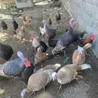 بوقلمون های نر و ماده|حیوانات مزرعه|آبپخش, |دیوار