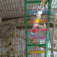 عروس هلندی|پرنده|میاندوآب, |دیوار