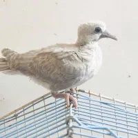 کبوتر خانگی|پرنده|ایرانشهر, |دیوار