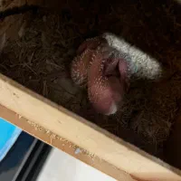 جوجه طوطی برزیلی