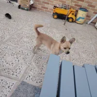 سگ شیواوا... بسیار باهوش و دستی و کم صدا