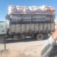 یونجه شلیف شده|عمده‌فروشی|فراشبند, |دیوار