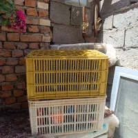 جعبه انگور