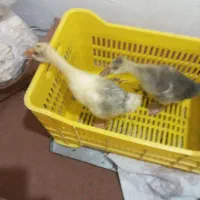 دوعدد قوقاز