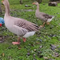 قیمت هر‌کدوم 1میلیون