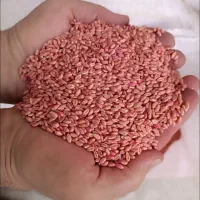 گندم بو جاری شده قیمت توافقی