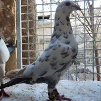 7تا کفتر بوم