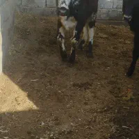 گوساله