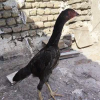 اوشامو خروس