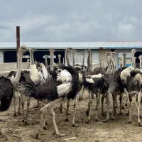 کارگر ساده شترمرغ داری