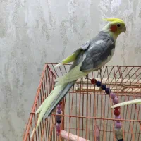 عروس هلندی نر بالغ