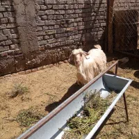 بز محلی زاییده