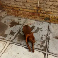 توله سگ پیت بول|سگ|ساوه, |دیوار