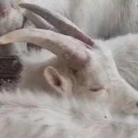 نربز سانن 9 ماهه