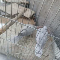 کبوتر خانگی سیلور