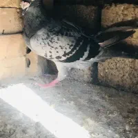 کبوتر پلاکی|پرنده|اهواز, کیانشهر|دیوار