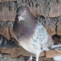 هفت رنگ پرشی چندتا طوقی|پرنده|رامند, |دیوار