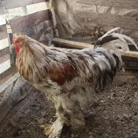 خروس برهما بزرگ|حیوانات مزرعه|اصفهان, همت‌آباد|دیوار