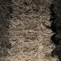 خصیل علف یونجه