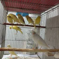 قناری|پرنده|شاهین‌شهر, شهرک گلدیس|دیوار