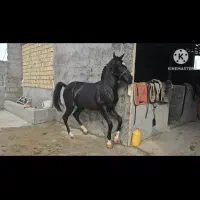 اسب|اسب و تجهیزات اسب‌سواری|لامرد, |دیوار