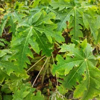 فروش نهال های استوایی|گل و گیاه طبیعی|جیرفت, |دیوار