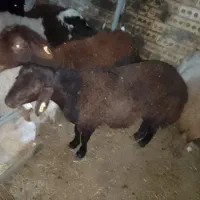 بره نر۳تا و۱عددمیش آوست وبز آوست