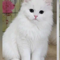 واگذاری گربه اسکاتیش،بریتیش،چشم ابی،عسلی