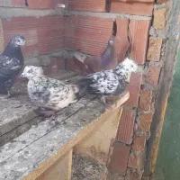 چهار عدد طوقی