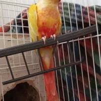 ردچیک دوعدد  گرینچیک. سانچیک. فوری