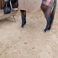 یک عدد قاطر سرحال