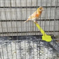 قناری ماده|پرنده|رفسنجان, |دیوار