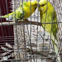 جفت مرغ عشق پروانه ای و انگلیسی|پرنده|بجنورد, |دیوار