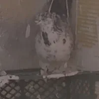 کبوتر گمشده|حیوانات|کوهدشت, |دیوار