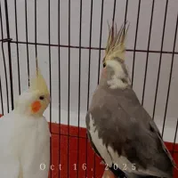 پرنده|پرنده|مرند, |دیوار