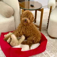 یک پودل مینیاتور|سگ|کرمانشاه, |دیوار