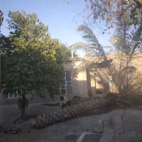 قطع و برش رایگان نخل