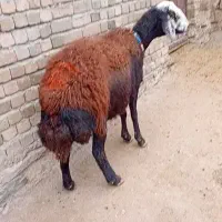 گوسفند|حیوانات مزرعه|بروجرد, |دیوار