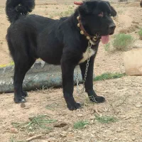 نریک ساله بسیاردرشت