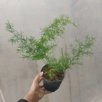 گل شویدی و دم روباهی