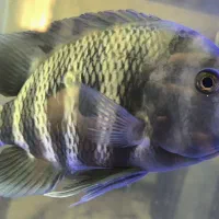 ماهی سیچیلاید زندانی
