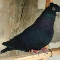 جوجه کبوتر گمشده .