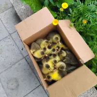 جوجه غاز دوهفته سنشون