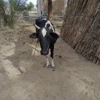 آگهی فروش گاوه فوری