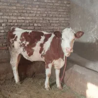 گوساله